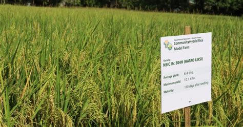 jackpot rice variety maturity philippines|New hybrid rice varieties showcased in DA Bicol’s Hybrid Rice Techno.
